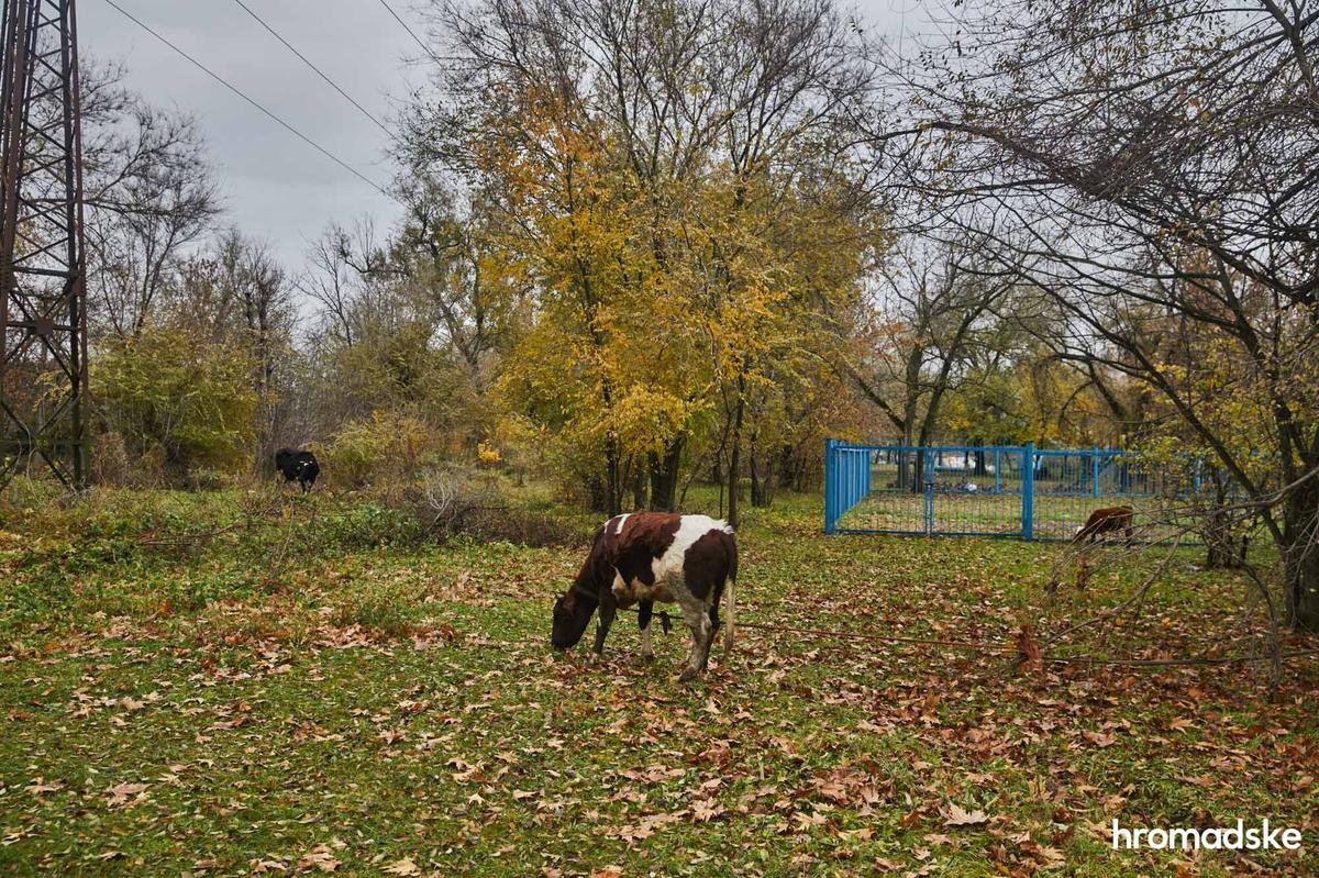 Коровы пасутся в лесопарковой зоне Херсона в нескольких километрах от Сиреневого парка. Фото: Александр Хоменко / hromadske