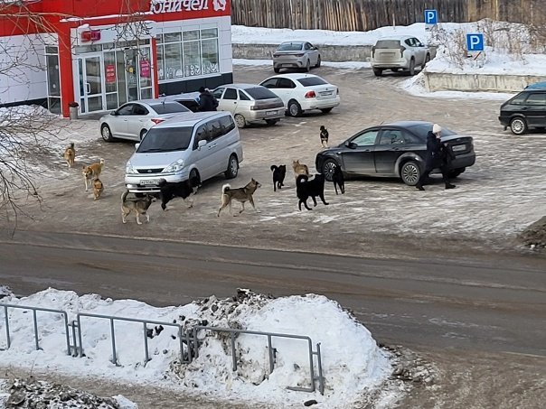 Бездомные собаки в Катав-Ивановском районе. Фото: VK