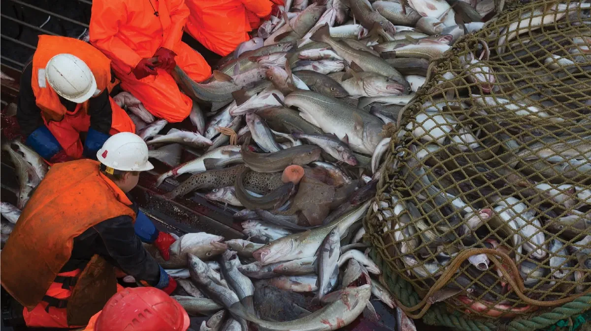 Ни норвежской трески, ни печали