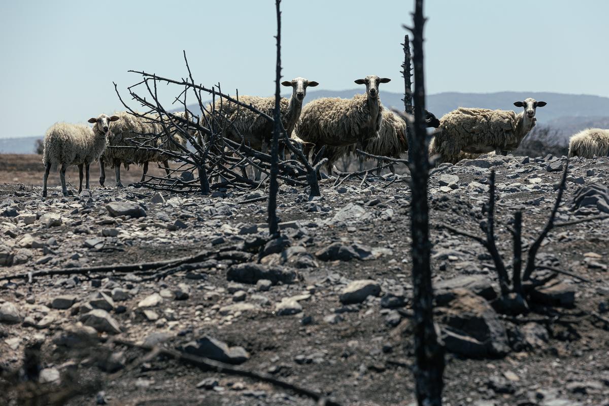 Овцы в пострадавшем от пожаров лесу. Фото: Василий Крестьянинов / специально для «Новой газеты Европа»