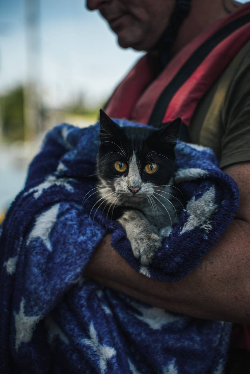 Спасенный из зоны затопления кот. Фото: телеграм-канал Типичный Херсон