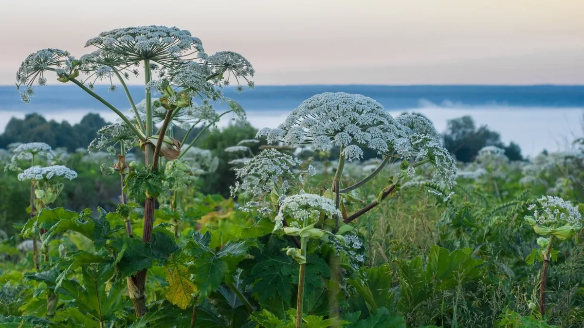 У дачника из Пермского края отобрали участок из-за сорняков